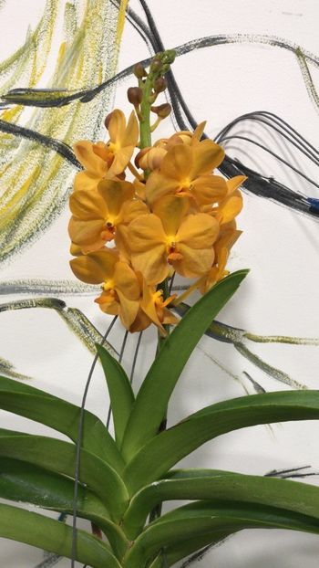 Vanda Orange - Orhidee Vanda