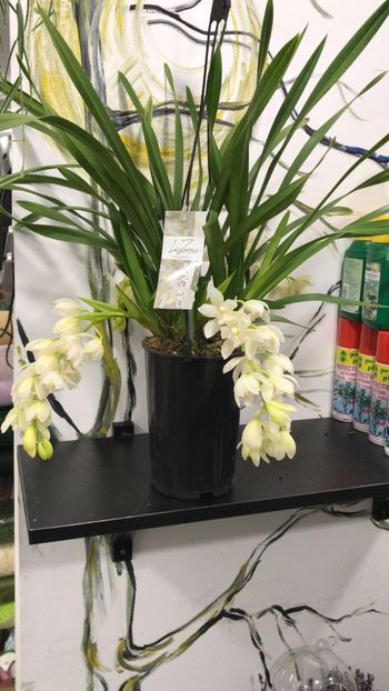 37378EEE-B352-411C-AFB5-288E8952FDEC - Orhidee Cymbidium - varietati speciale