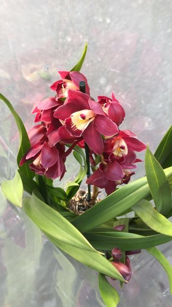 B6CEAB46-A414-4EF6-94D7-D51B6BEF7B34 - Orhidee Cymbidium - varietati speciale