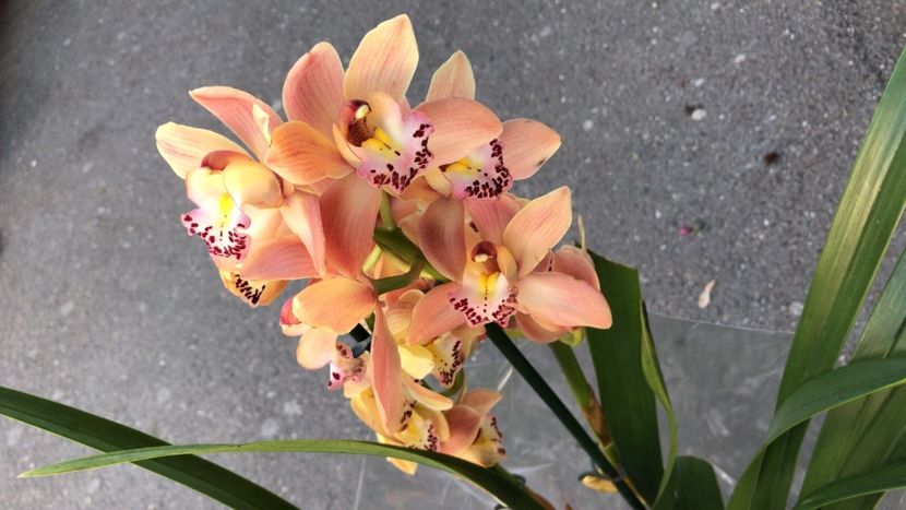 E5615DA3-5808-4326-B587-54F330B53758 - Orhidee Cymbidium - varietati speciale