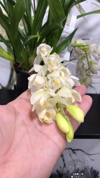 58FCA8C3-70BB-469F-92CC-14FC9C6963C3 - Orhidee Cymbidium - varietati speciale