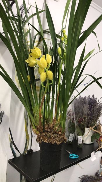 1952A13E-768D-4DF5-A392-52317A025542 - Orhidee Cymbidium - varietati speciale