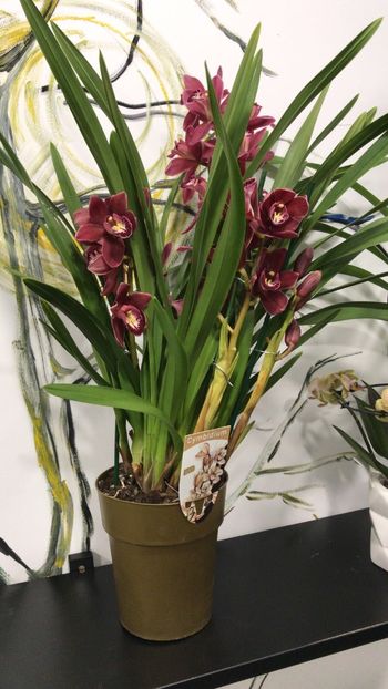 9180F86A-5026-413D-9B63-F1CC461884C5 - Orhidee Cymbidium - varietati speciale