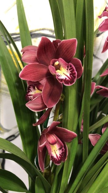 8FEAD865-A73C-4178-9EE9-5195BBA1E59D - Orhidee Cymbidium - varietati speciale