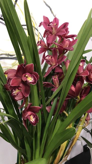 6F297903-2FE7-45DB-99A2-21FDD457BB5F - Orhidee Cymbidium - varietati speciale