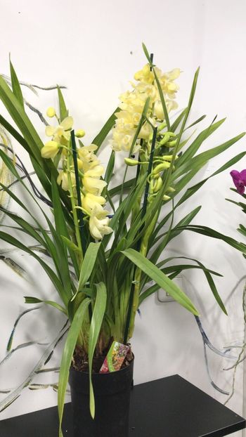 D8E61984-658B-4824-986F-36677F8E5C95 - Orhidee Cymbidium - varietati speciale