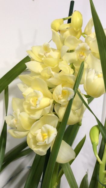 2EF06406-393F-493A-861A-4CDFC6391224 - Orhidee Cymbidium - varietati speciale