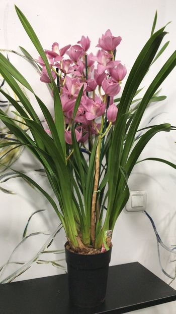 55D7CE88-F452-4A43-8C2A-B5CFBE91B9AB - Orhidee Cymbidium - varietati speciale