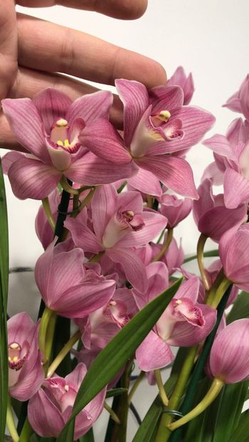 C553422B-2733-45DB-9B9F-5E653728D382 - Orhidee Cymbidium - varietati speciale