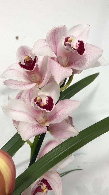 4F19B90A-EB69-425A-8CCC-D9889505CD5B - Orhidee Cymbidium - varietati speciale