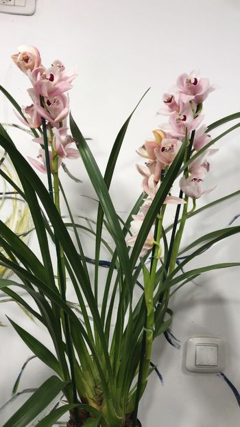 08DA12E1-AECC-43B4-AC9E-2E306D9CBD19 - Orhidee Cymbidium - varietati speciale