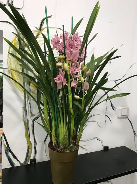 7682A2E8-3AE2-41DB-8AE4-316A9B01C663 - Orhidee Cymbidium - varietati speciale