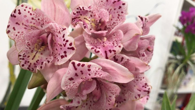 68585DB8-709C-4CA2-B9CE-328F0571DB52 - Orhidee Cymbidium - varietati speciale