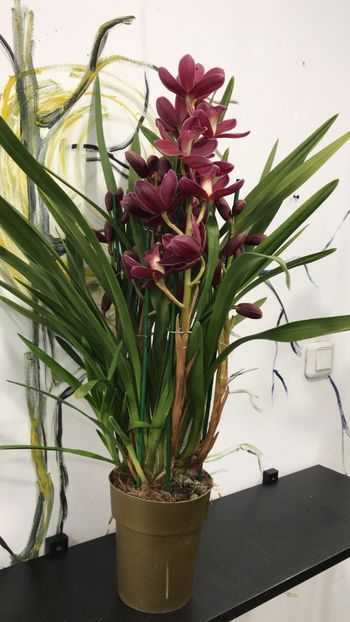 0C22EDF0-A4F3-4B84-A06F-B98F3F5C808D - Orhidee Cymbidium - varietati speciale