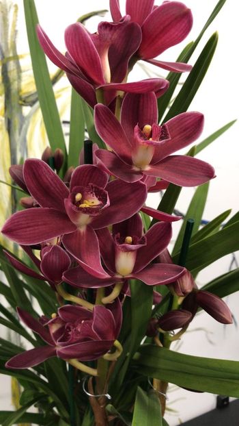 FF31E7BA-E6F5-4B85-871D-5ED6DF05A4E7 - Orhidee Cymbidium - varietati speciale