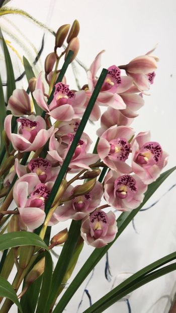 A2459001-92CF-494C-82C3-38C1140298C3 - Orhidee Cymbidium - varietati speciale