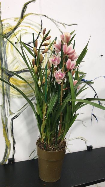C7E1EE1E-99BB-4754-82BC-0BE4680BDD06 - Orhidee Cymbidium - varietati speciale