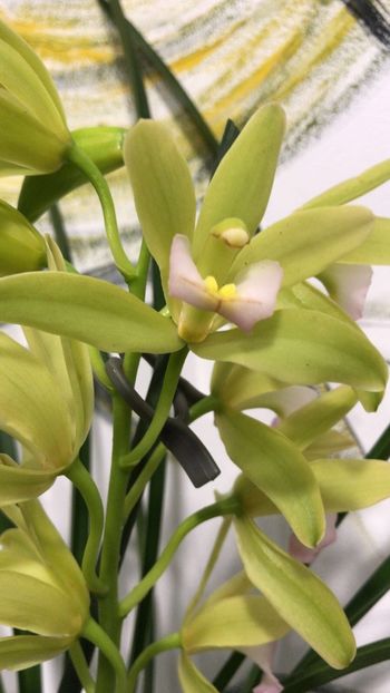 F3B5EE6D-414F-43EF-9D6E-57530C8584EF - Orhidee Cymbidium - varietati speciale
