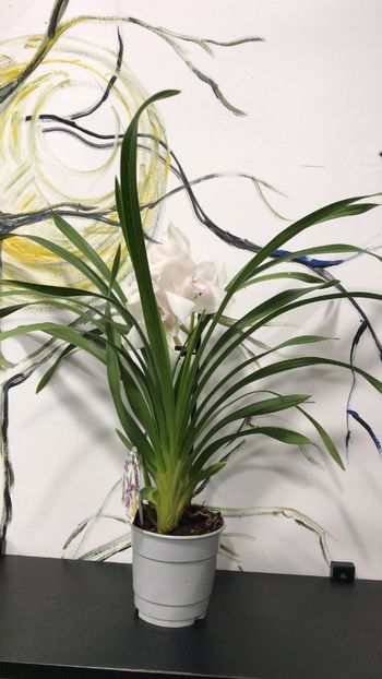 26D01CC3-6DA9-435C-9BC2-FB34E8EEAAB9 - Orhidee Cymbidium - varietati speciale