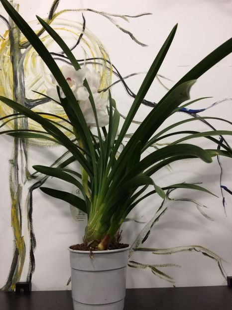 DC3570C1-2CD7-4A59-BB91-628C3A4C6073 - Orhidee Cymbidium - varietati speciale