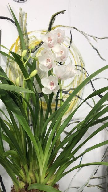 4D99BC25-0659-41CB-AAA7-FA31369720BE - Orhidee Cymbidium - varietati speciale