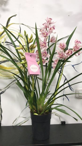 D14E2A8D-9629-43AF-A6ED-4E97095CB4D9 - Orhidee Cymbidium - varietati speciale