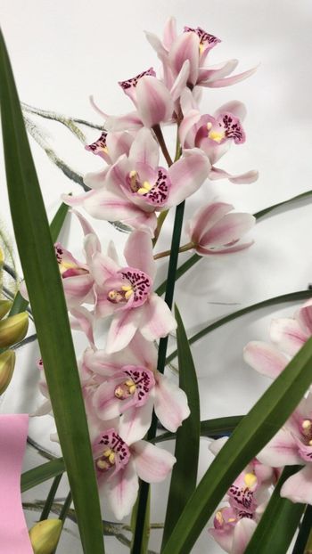 765CA8AF-8CF9-4A4A-9BEA-23C6609ADDA3 - Orhidee Cymbidium - varietati speciale