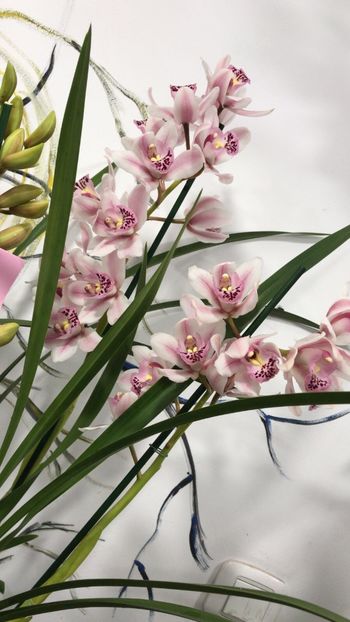 DC3E16ED-8159-4705-84DA-C3F58972E3F0 - Orhidee Cymbidium - varietati speciale