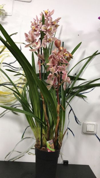 7B0C5A98-B133-4E35-8FEE-64C5F4FDEBCF - Orhidee Cymbidium - varietati speciale