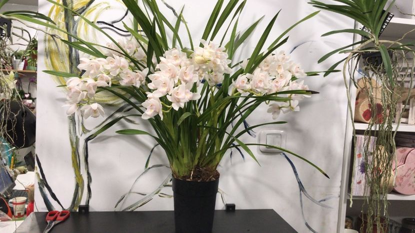 65CE2E33-E009-48A2-B4CA-F1F3DC0BCBB3 - Orhidee Cymbidium - varietati speciale