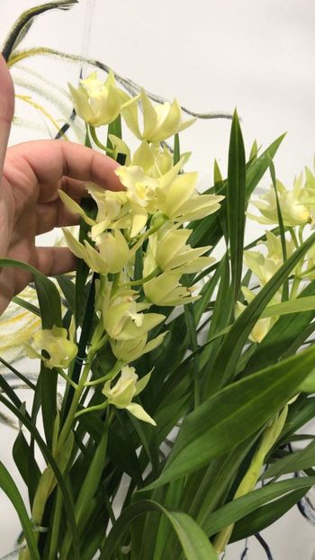 73880C62-A892-462A-B596-B60612E239F5 - Orhidee Cymbidium - varietati speciale