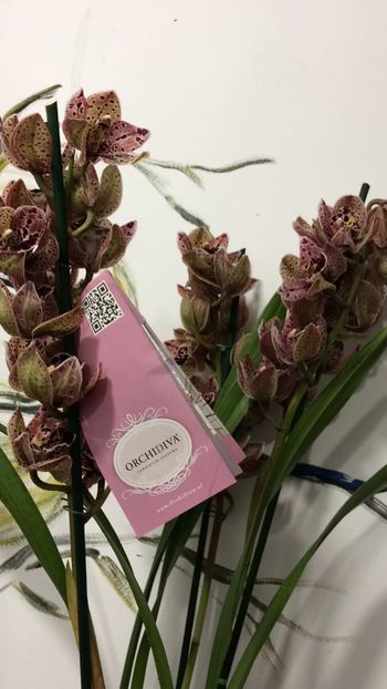 2A56AAC5-A1B6-451E-A51A-E2F26D4D3A8A - Orhidee Cymbidium - varietati speciale