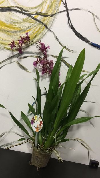 0F25D3D4-AA31-42E4-AA7E-9285452102DA - Varietati speciale de Cambria si Zygopetalum