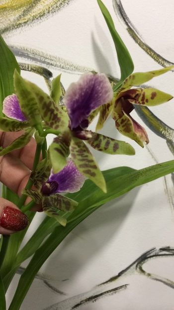 74E8C4A1-198C-4A6A-BE22-EB01A00AF70D - Varietati speciale de Cambria si Zygopetalum