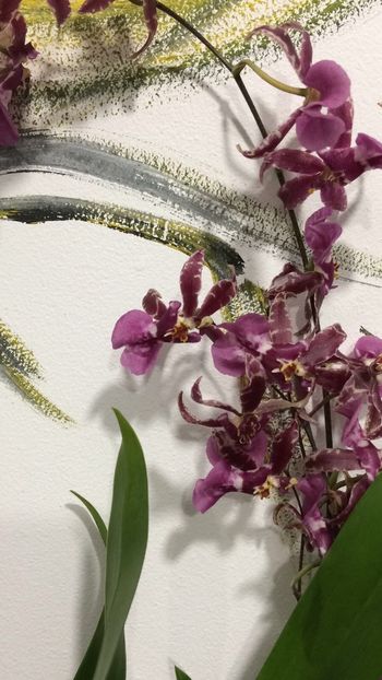 F0CF012D-1D5D-424C-8C89-1B022FE6410C - Varietati speciale de Cambria si Zygopetalum