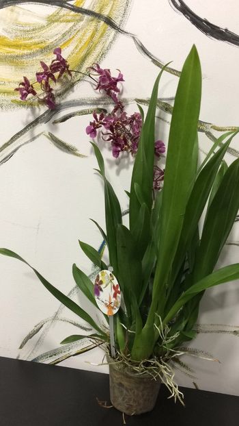3DEE4649-6E84-47A0-9531-576627D2E856 - Varietati speciale de Cambria si Zygopetalum