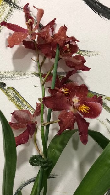 B004B255-AF62-4D2D-8BB2-47E3BC7EE9F6 - Varietati speciale de Cambria si Zygopetalum