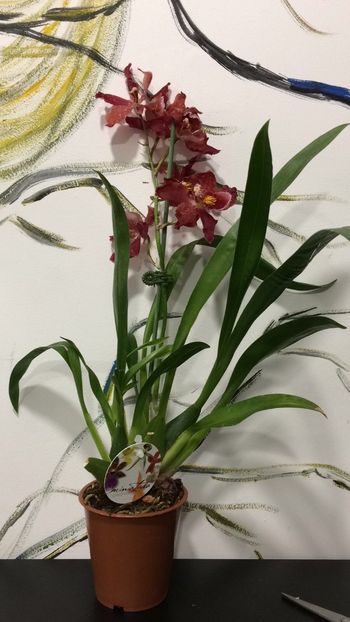 4B927555-1B21-4E51-9B9E-632E564488DB - Varietati speciale de Cambria si Zygopetalum