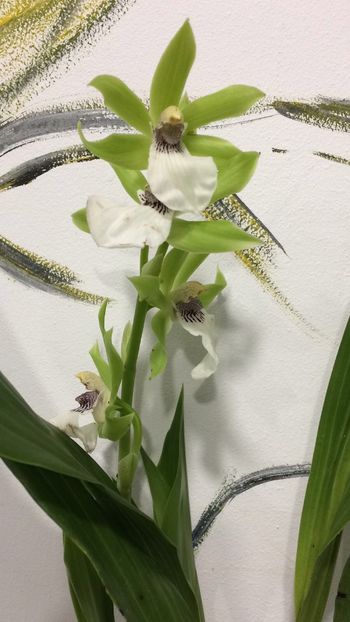 F4D677F7-EC3C-49AC-8305-FFDCE298477A - Varietati speciale de Cambria si Zygopetalum