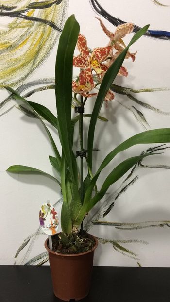 67ECE11E-BB28-481C-B2B5-D54CDEF943CA - Varietati speciale de Cambria si Zygopetalum