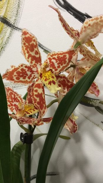 AA74D2D8-80EB-4962-9568-A4A039F45894 - Varietati speciale de Cambria si Zygopetalum
