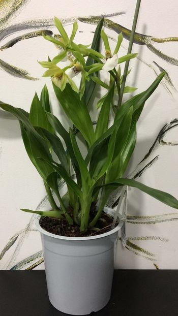 8FF10BC7-D3C0-4083-9D26-063564344029 - Varietati speciale de Cambria si Zygopetalum