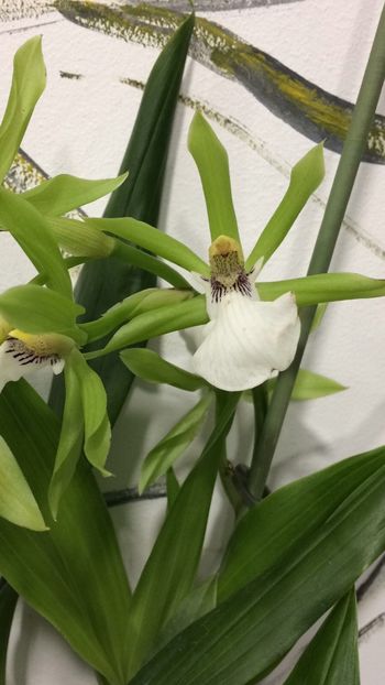12F954A1-AF51-4DEB-822B-50A1757E754D - Varietati speciale de Cambria si Zygopetalum