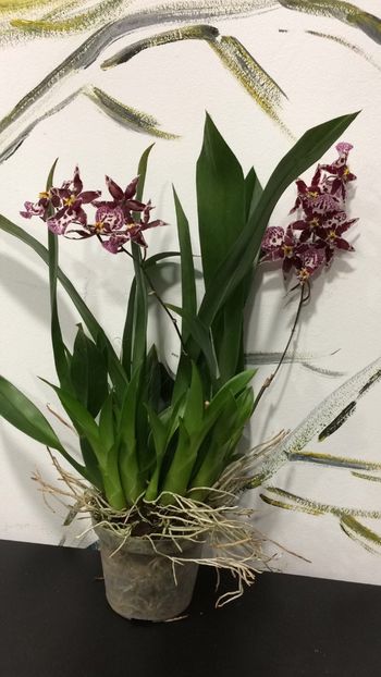 8854219D-83D6-4D9C-A93B-34D914A57039 - Varietati speciale de Cambria si Zygopetalum