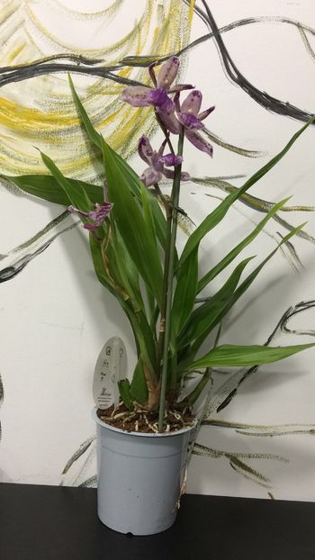 535D6520-0F4B-4489-9163-6FA06F041FF8 - Varietati speciale de Cambria si Zygopetalum