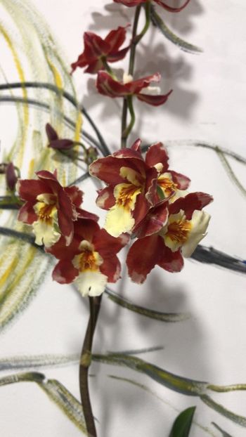 4CC1D0DB-C7A7-4778-8060-ECE126CB8E80 - Varietati speciale de Cambria si Zygopetalum