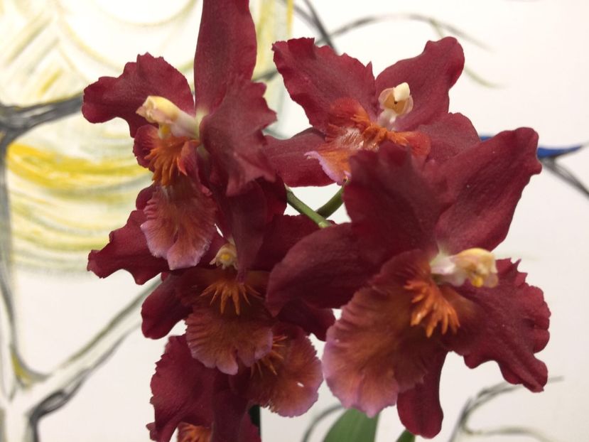 ADB97EAC-19D0-4DEE-89F9-7FAC24696756 - Varietati speciale de Cambria si Zygopetalum