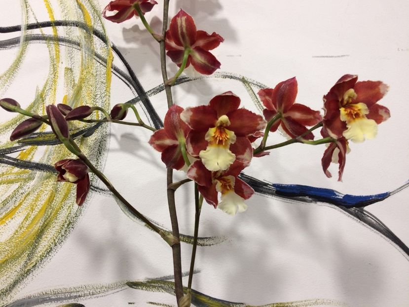 5E1B9D5C-253A-431A-961A-356720A5205B - Varietati speciale de Cambria si Zygopetalum