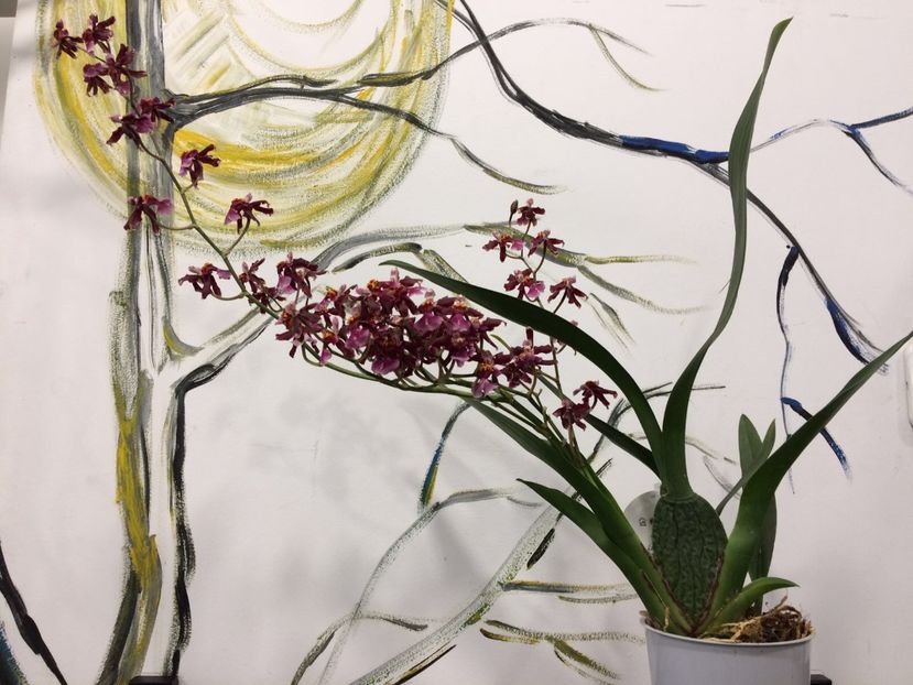 F3D3157D-A594-4E7B-A361-D6D99A673A35 - Varietati speciale de Cambria si Zygopetalum