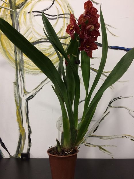 4F3F9AF7-8672-4DE2-B3B4-C4CEF023FAA7 - Varietati speciale de Cambria si Zygopetalum